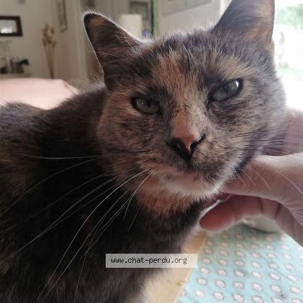 Foto 1/1 Shena Chat perdido en Le luc en provence