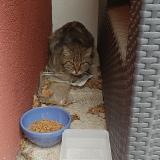 Foto de gato encontrado en Montpellier
