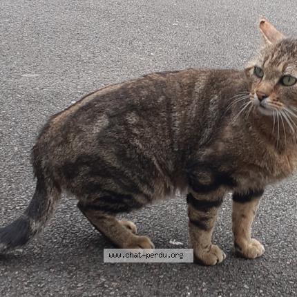 Foto 2/2 Gato encontrado Encontrado en Rennes