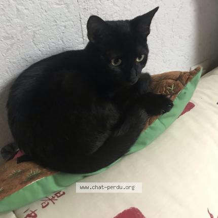 Foto 1/1 Yoko Chat perdido en Brou sur chantereine