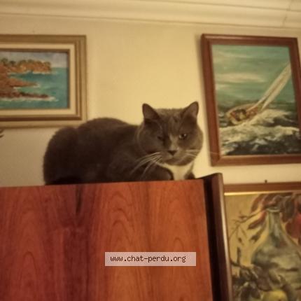 Foto 1/1 Gato encontrado Perdido en Marseille