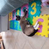 Foto del gato perdido en Mordelles