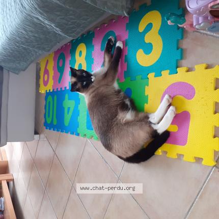 Foto 1/1 Gato encontrado Perdido en Mordelles