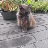 Foto del gato perdido en Roubaix