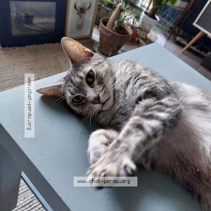 Foto 1/1 Tommy Chat perdido en Saulzais le potier