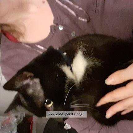 Foto 1/1 Gato encontrado Encontrado en Osny