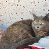 Foto del gato perdido en Brest