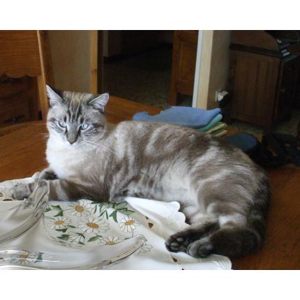 Foto 1/1 HELIOS Chat perdido en Pezenas