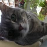 Foto de gato encontrado en Blagnac