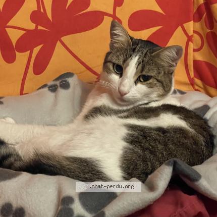 Foto 1/5 Gato encontrado Perdido en Marseille