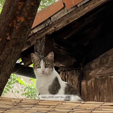 Foto 2/5 Gato encontrado Perdido en Marseille