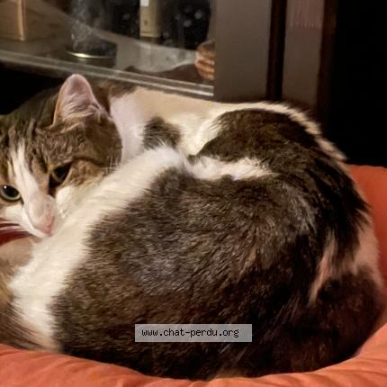 Foto 3/5 Gato encontrado Perdido en Marseille