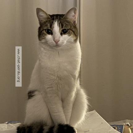 Foto 4/5 Gato encontrado Perdido en Marseille