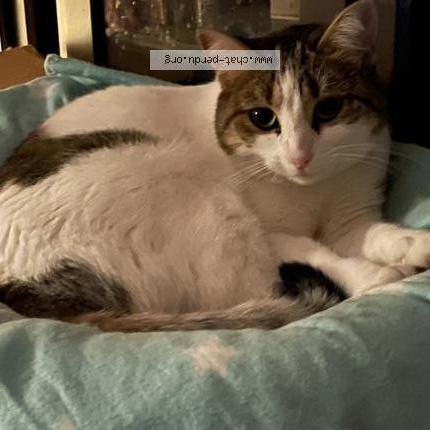 Foto 5/5 Gato encontrado Perdido en Marseille