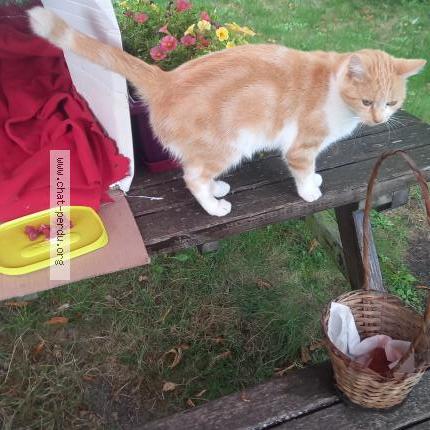 Foto 1/2 Isabelle Fezard Chat perdido en Brou