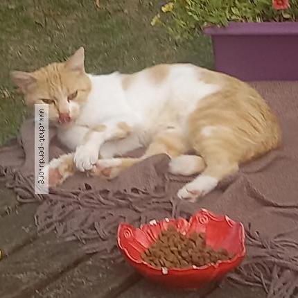 Foto 2/2 Isabelle Fezard Chat perdido en Brou