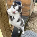 Foto del gato perdido en Sevran