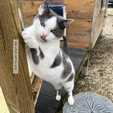 Foto 1/1 Michka Chat perdido en Sevran