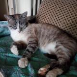 Foto del gato perdido en Montauban