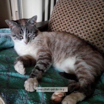 Foto 1/1 Bambou Chat perdido en Montauban