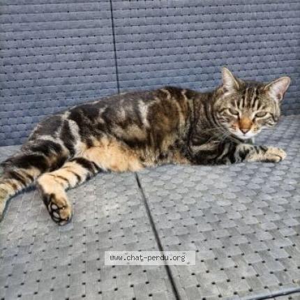 Foto 1/1 Moustache Chat perdido en Monteux