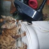 Foto de gato encontrado en Villejuif