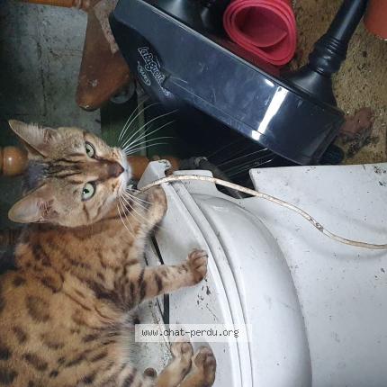 Foto 1/1 Gato encontrado Encontrado en Villejuif