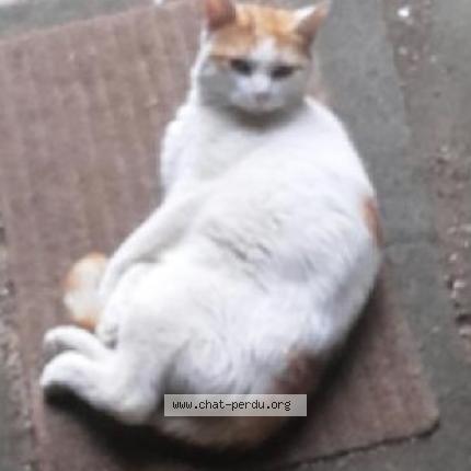 Foto 1/1 pilou Chat perdido en Niort