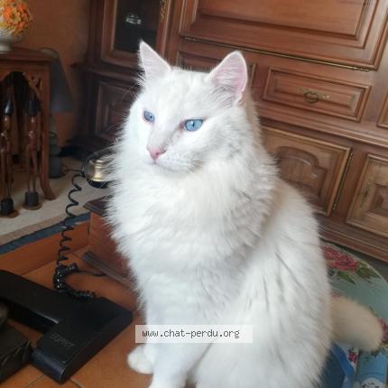 Foto 1/1 Bounty Chat perdido en Mazamet