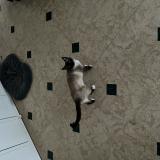 Foto del gato perdido en Lynde