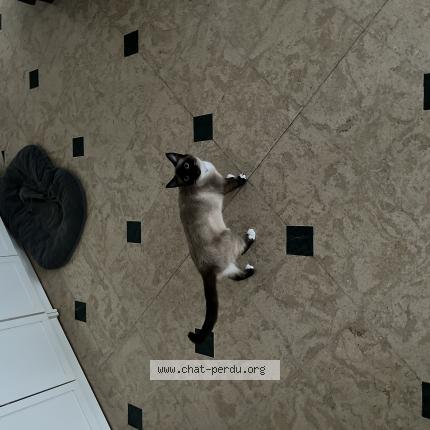 Foto 1/1 Perle Chat perdido en Lynde