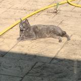 Foto de gato encontrado en Valmondois