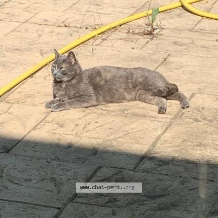 Foto 1/1 Gato encontrado Encontrado en Valmondois