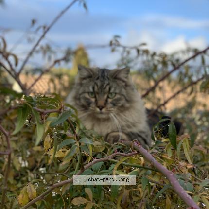 Foto 1/1 Razmo Chat perdido en Vic le fesq