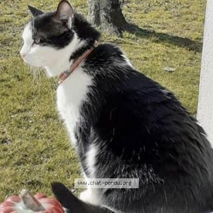 Foto 1/1 Gato encontrado Perdido en Sampans