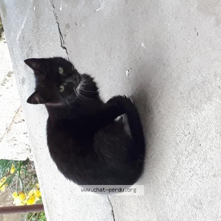 Foto 1/1 Noisette Chat perdido en Sin le noble