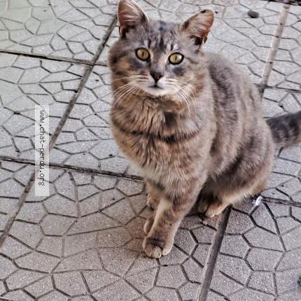 Foto 1/1 POUSSIN Chat perdido en Hornaing