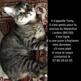 Foto del gato perdido en Chatellerault