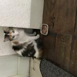 Foto de gato encontrado en Chatellerault