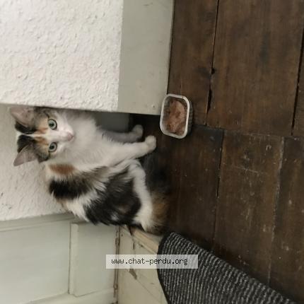 Foto 1/1 Gato encontrado Encontrado en Chatellerault
