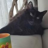 Foto del gato perdido en Tournefeuille