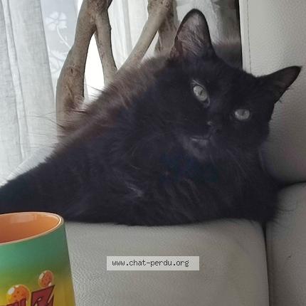 Foto 1/1 Gato encontrado Perdido en Tournefeuille