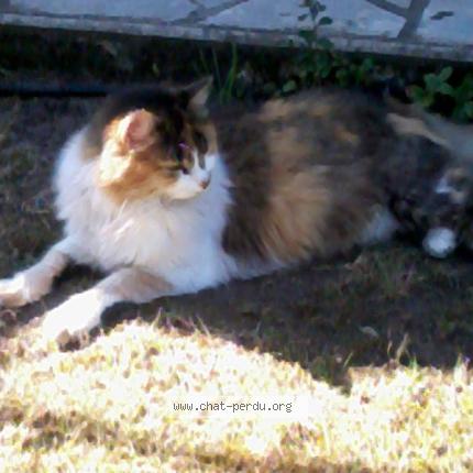 Foto 1/1 NOUTISIS Chat perdido en Eragny