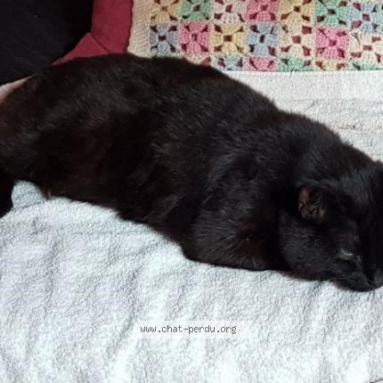 Foto 1/1 Gato encontrado Perdido en Garancieres