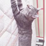 Foto de un gato reunido en Fort De France