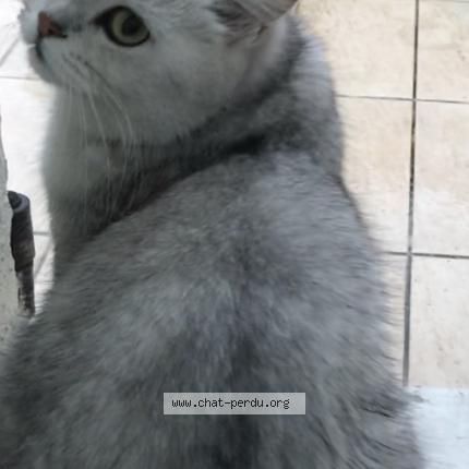 Foto 1/1 Mila Chat perdido en Lognes