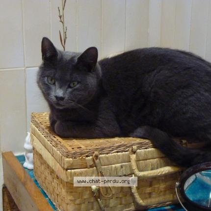 Foto 1/1 GRISOUNET Chat perdido en Charix