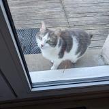 Foto del gato perdido en Bretigny Sur Orge