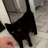 Foto del gato perdido en Montpellier