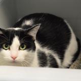 Foto del gato perdido en Brest